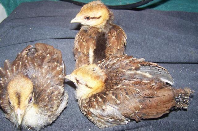 88718_pheasant_chicks.jpg