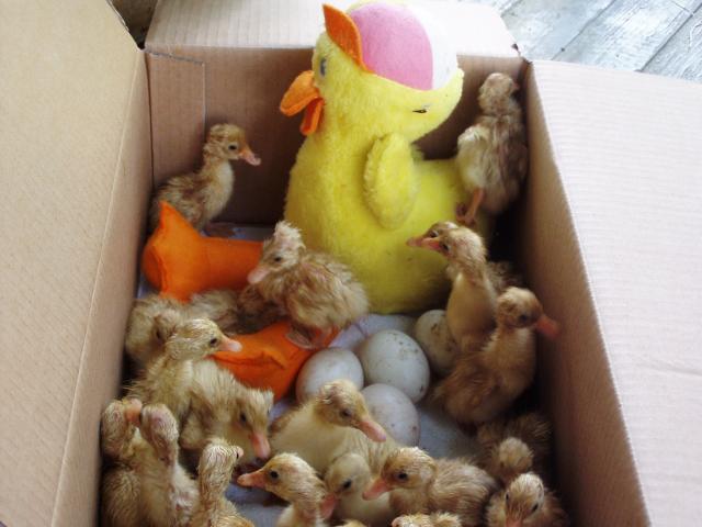 8875_pekinducklings.jpg