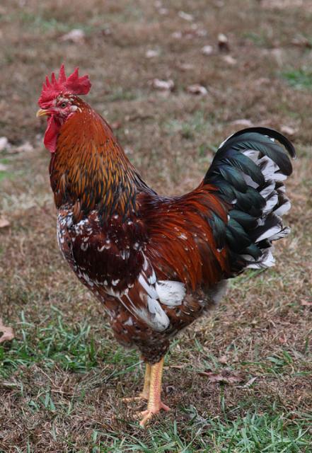 Nyd Most Colorful Rooster | BackYard Chickens