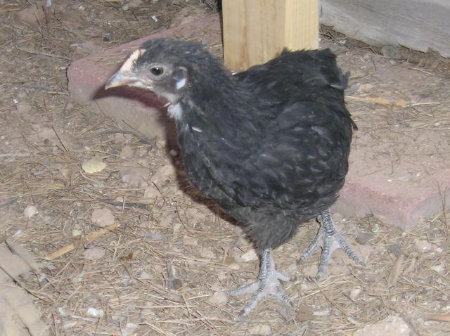 Can Black Sex Link Pullet Be Totally Black Backyard Chickens