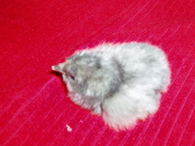 92185_new_chicks_002.jpg