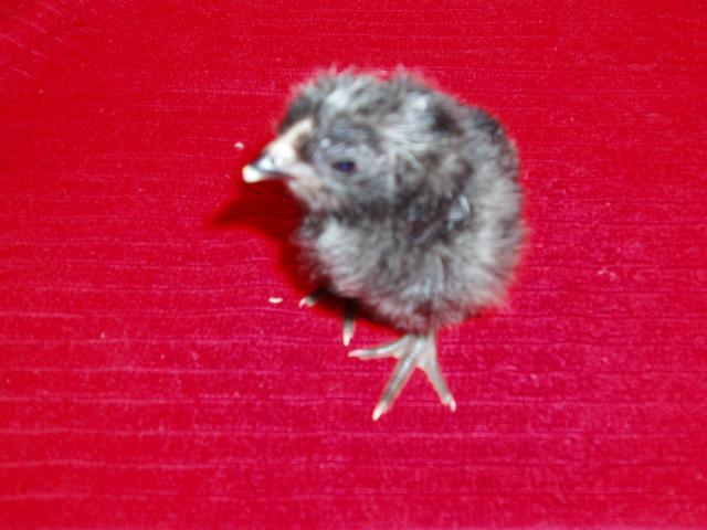 92185_new_chicks_015.jpg