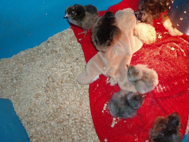 92185_new_chicks_022.jpg