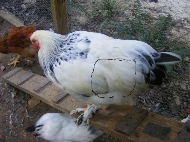 92834_rooster_saddle_feathers.jpg
