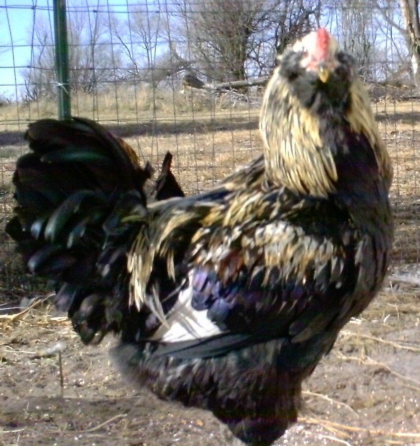 93312_chickens_012.jpg