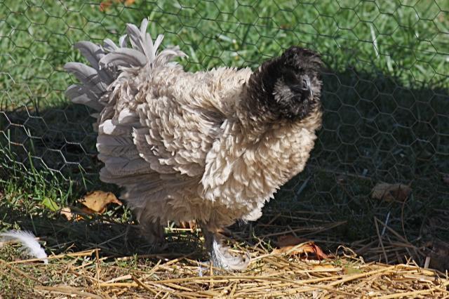 Silkie Cross Thread Pics Page 9 Backyard Chickens