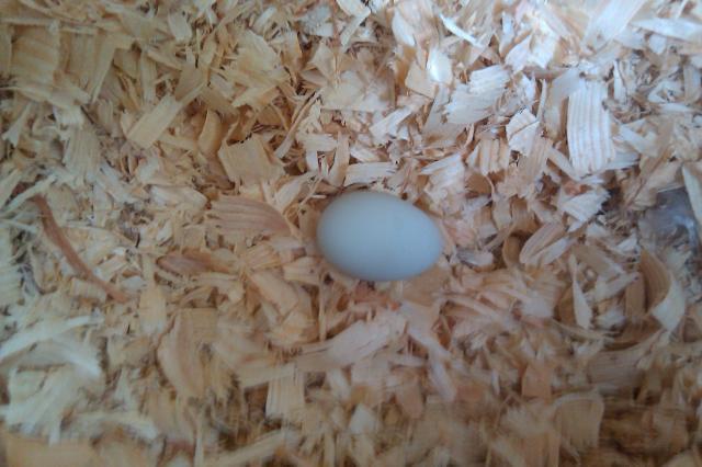 95033_first_egg_from_millie.jpg