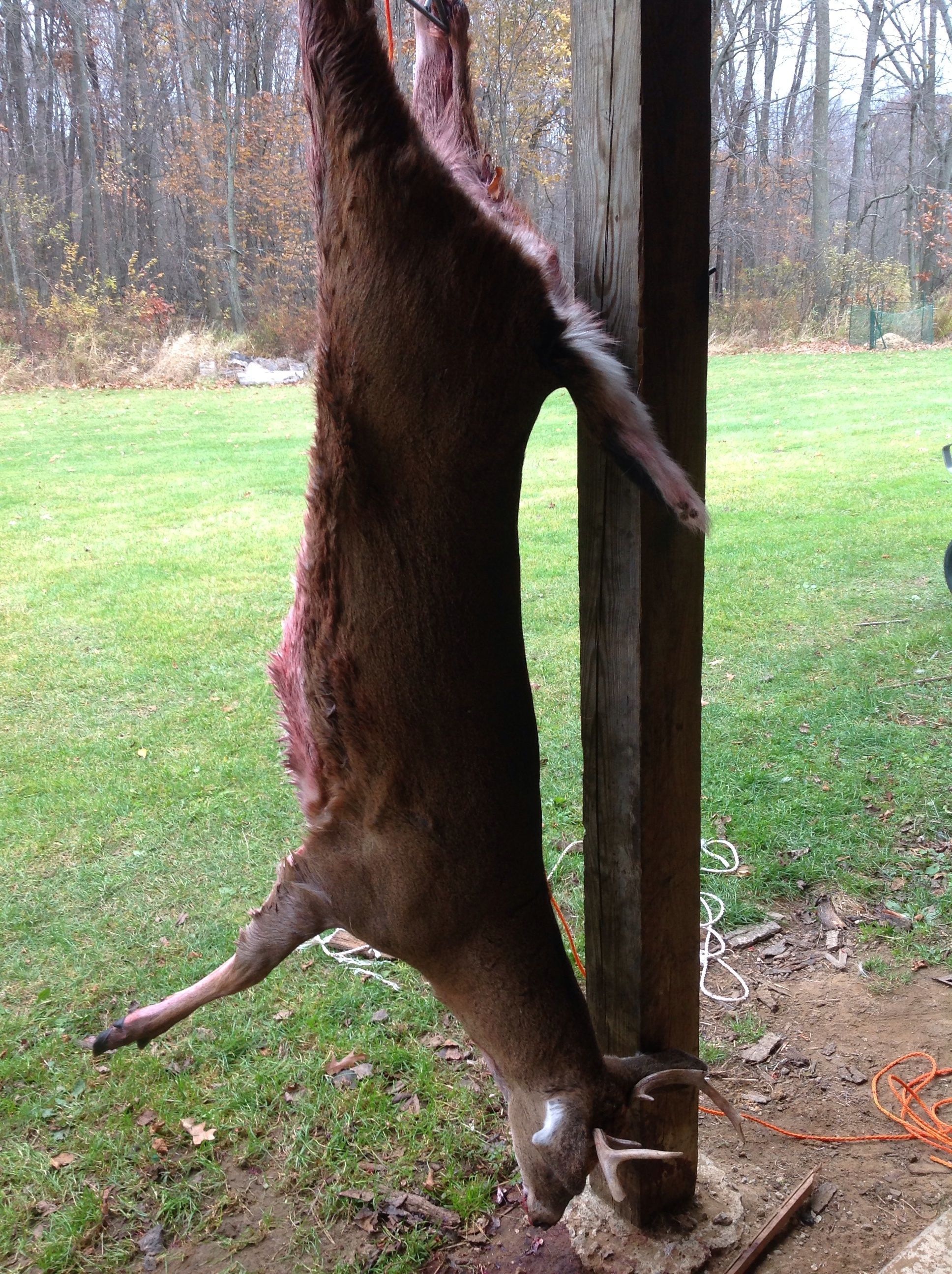 10 Nov 13 Buck. He had a few broken antlers