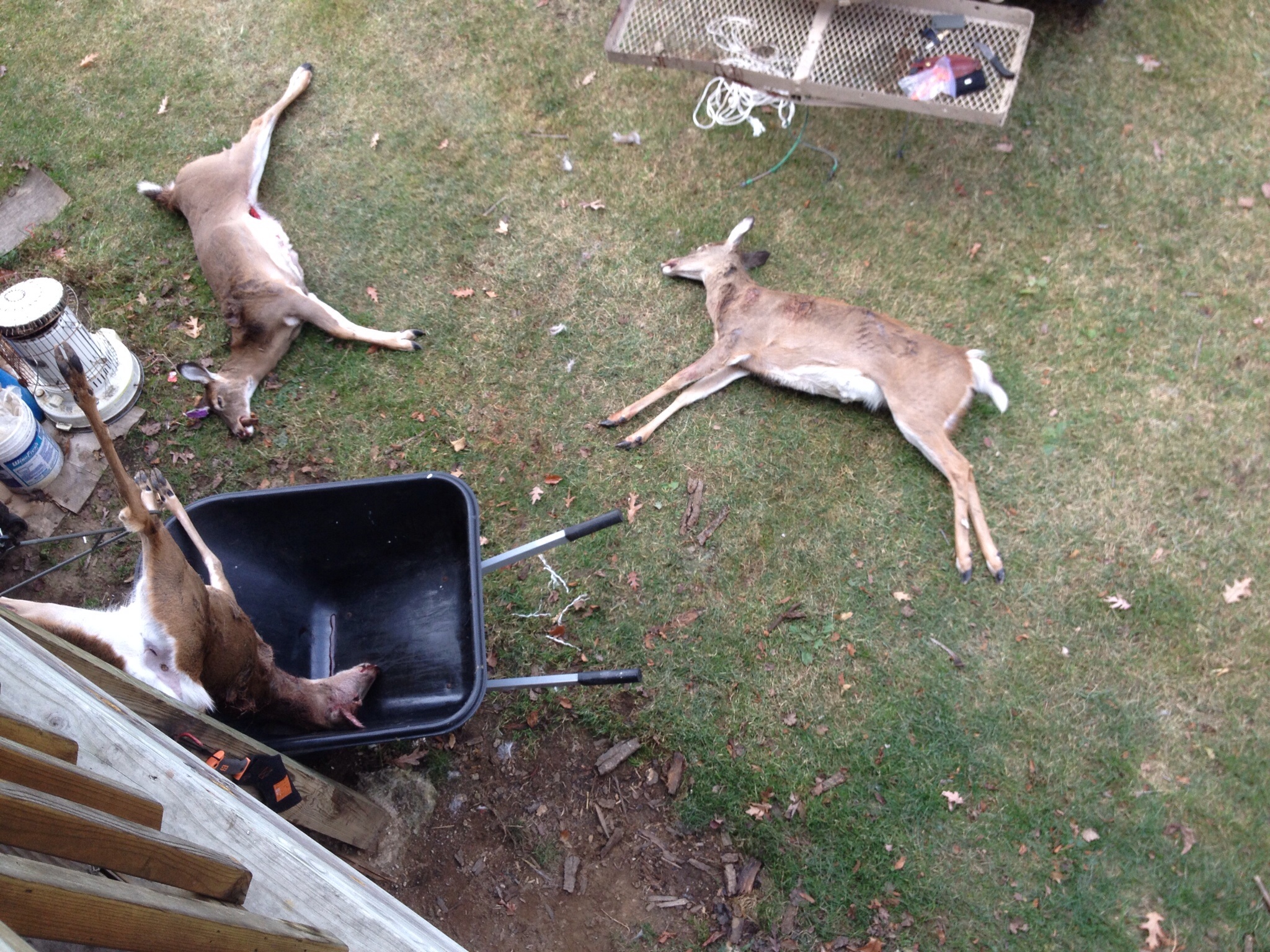 16 Nov 13. DH's deer from opening day & day after.