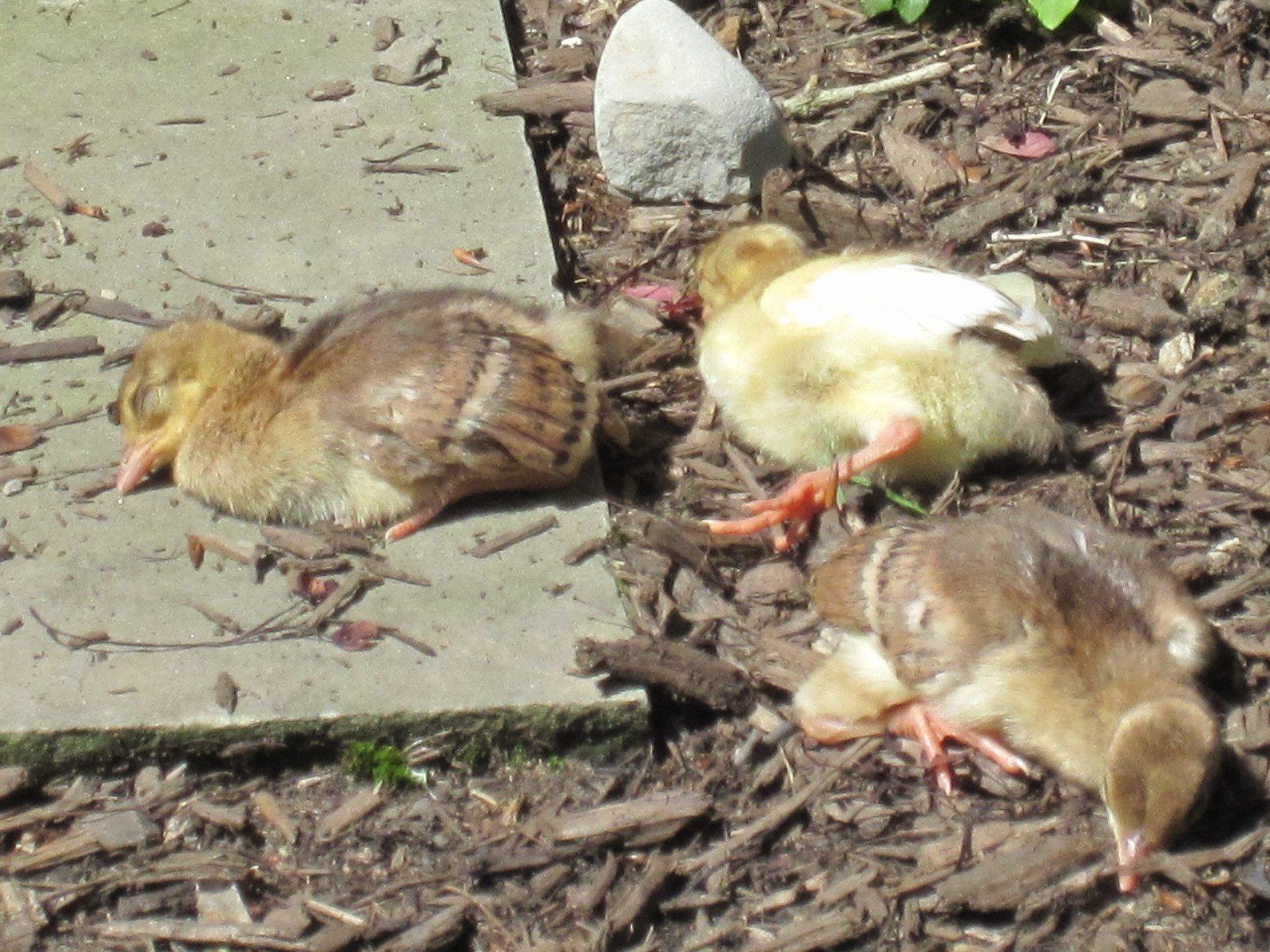 2013 -Exhausted chicks-  flat out crashed.