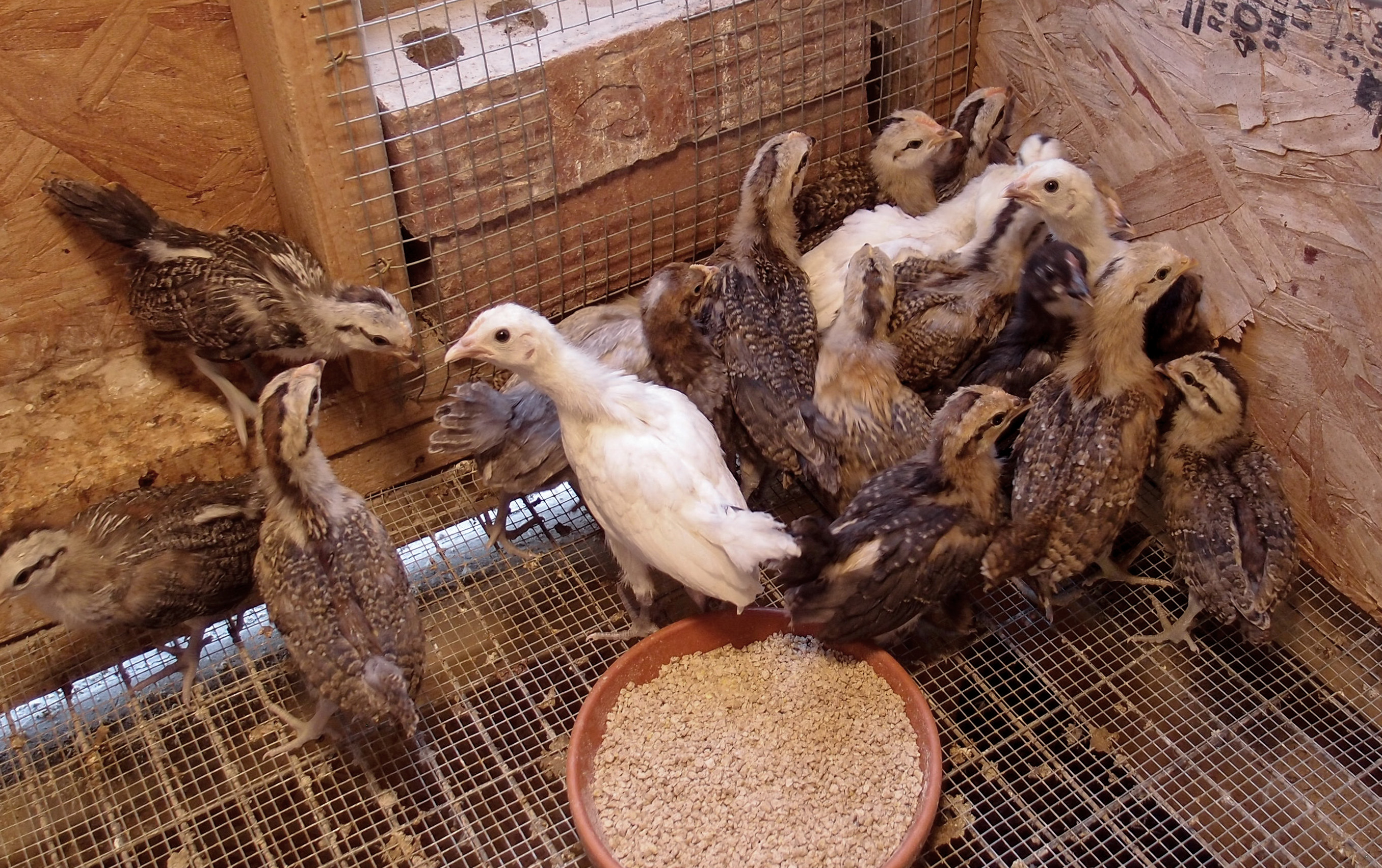 2014 BBB chicks in the brooder pen. Since our first Phoenix flock originated with chicks from Aubrey, we added some more this year from the same source.