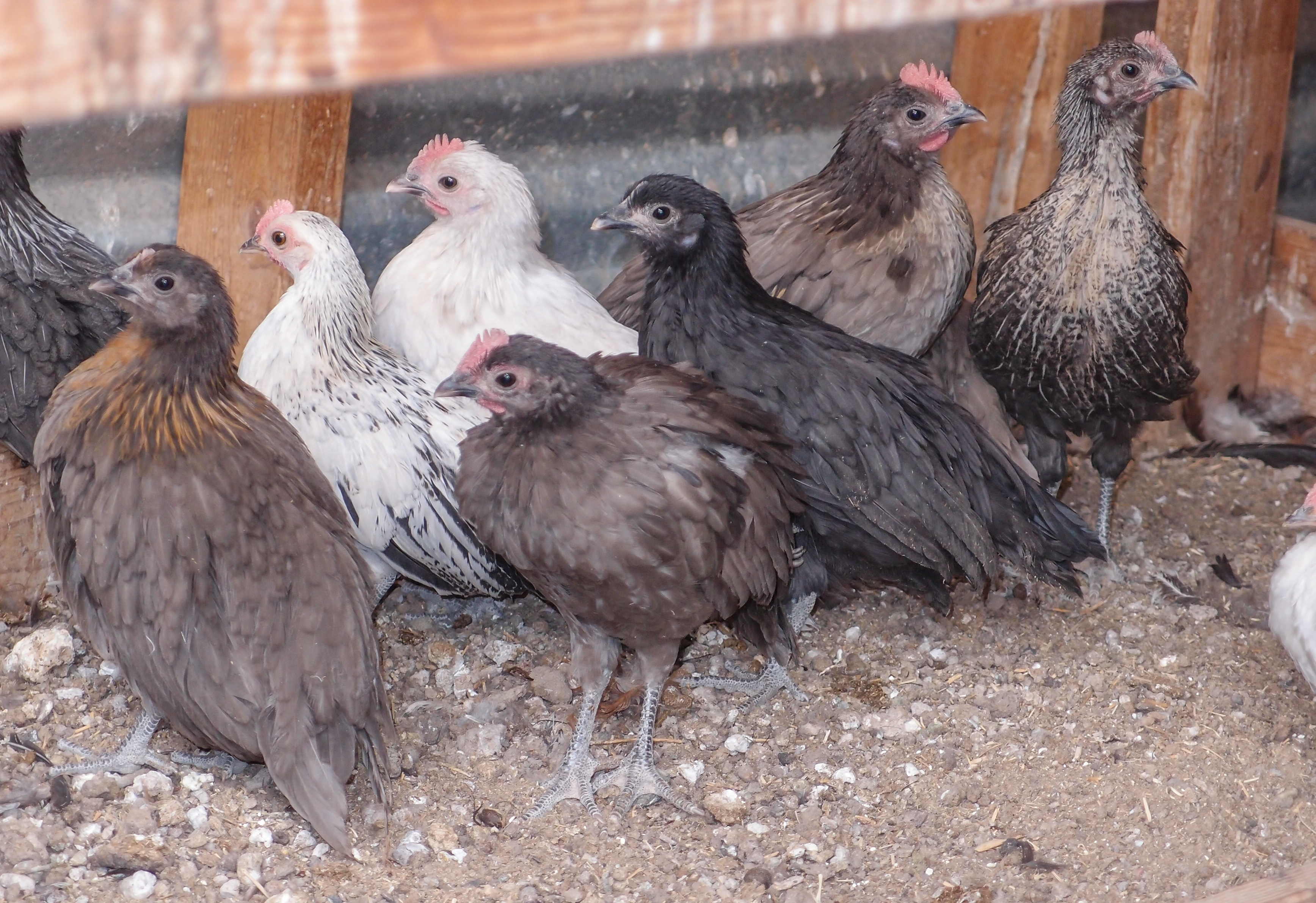 2014 Juvies in the grow out pen. Lots of dun variations.