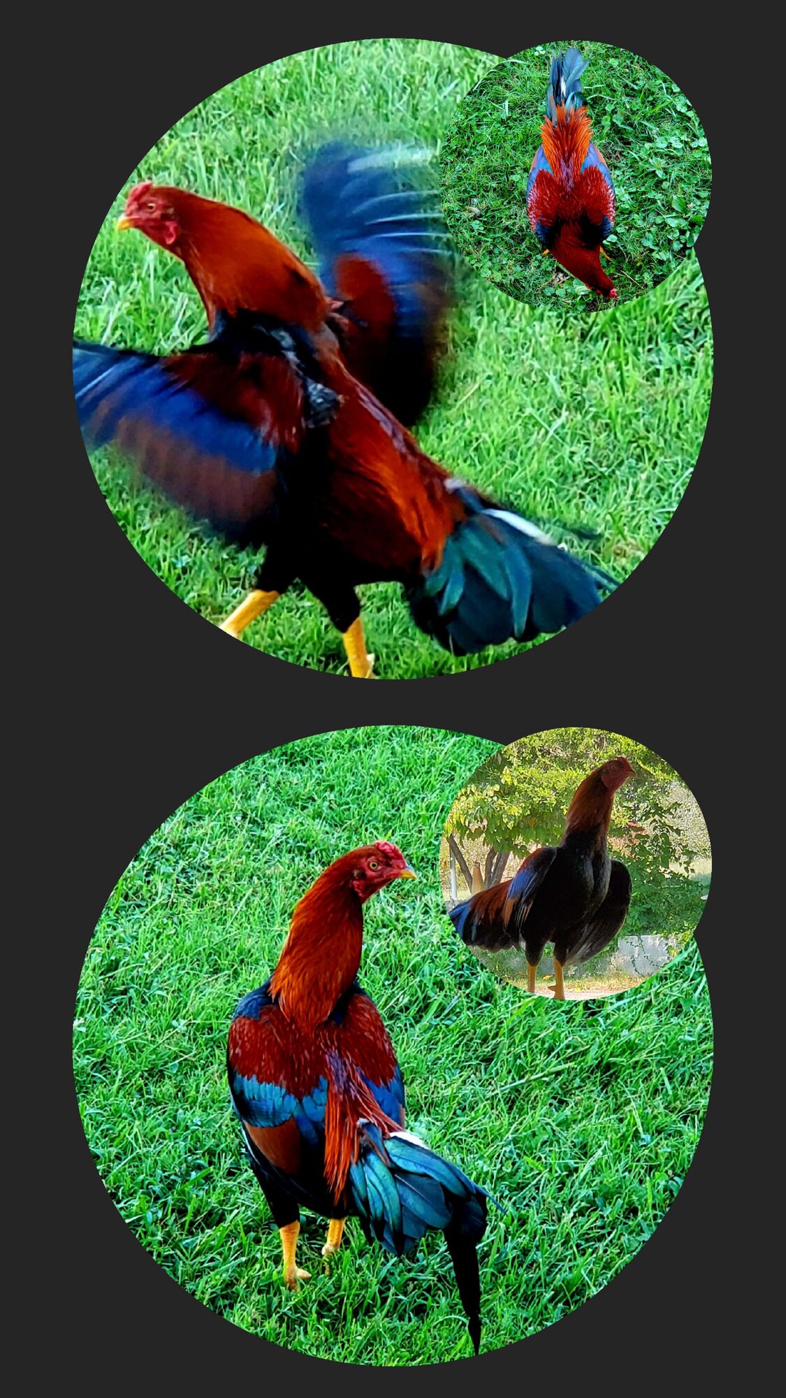 20220918-214144-jpg-backyard-chickens-learn-how-to-raise-chickens