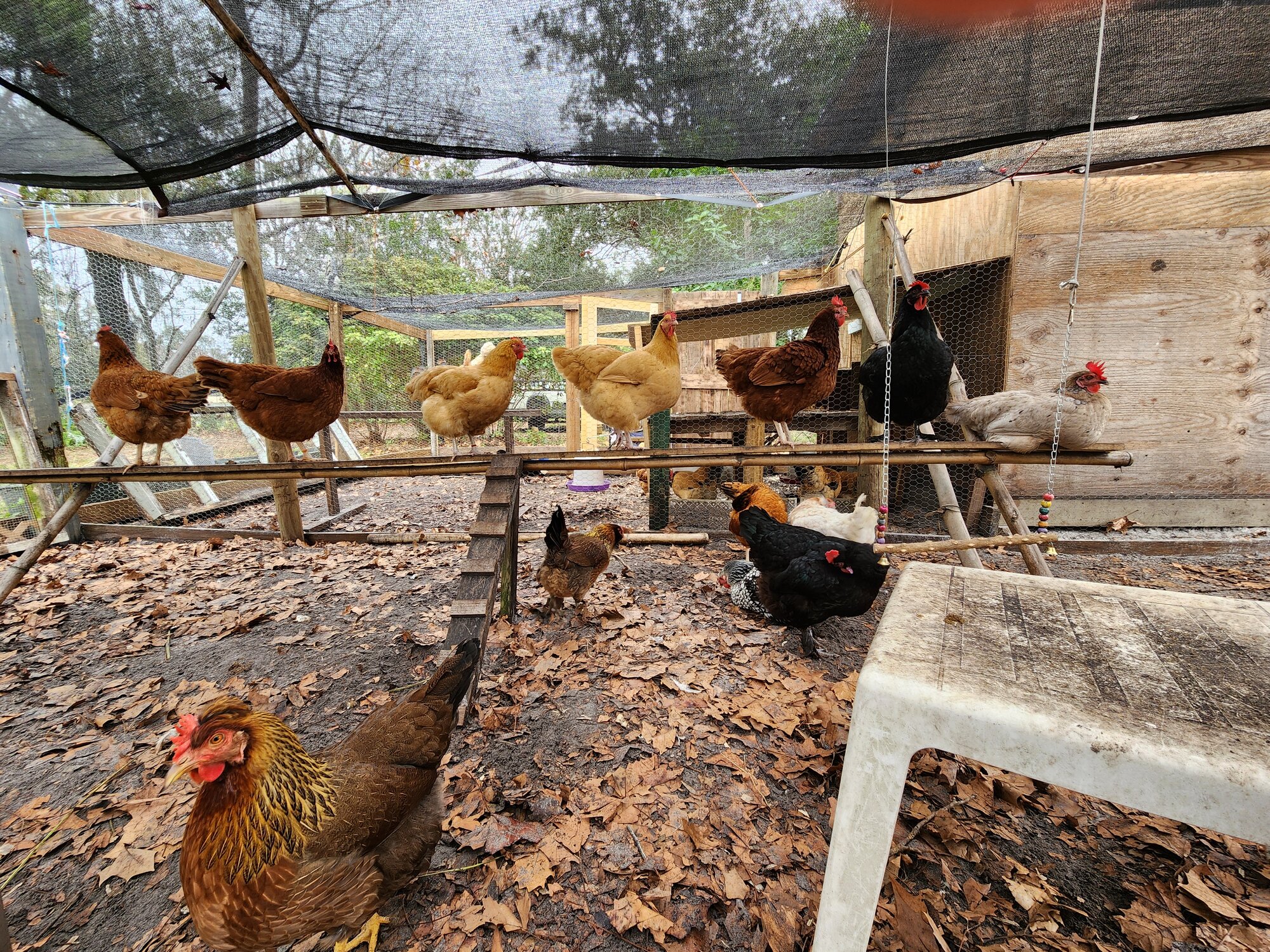 2024 Winter On The Farm Photo Contest 57 Jpg BackYard Chickens   Full