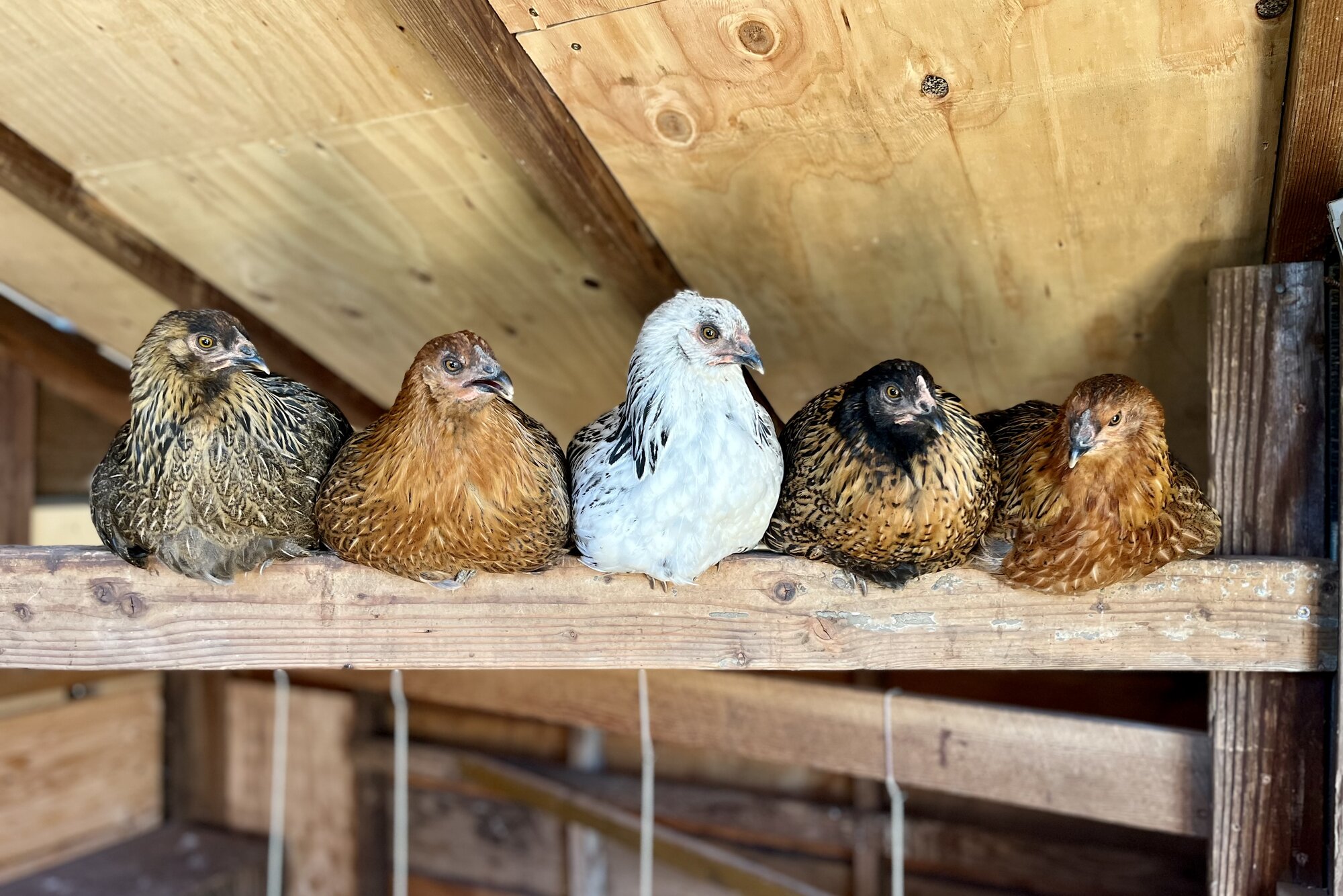 2025 BYC Calendar Photo Contest 139.jpg BackYard Chickens Learn How