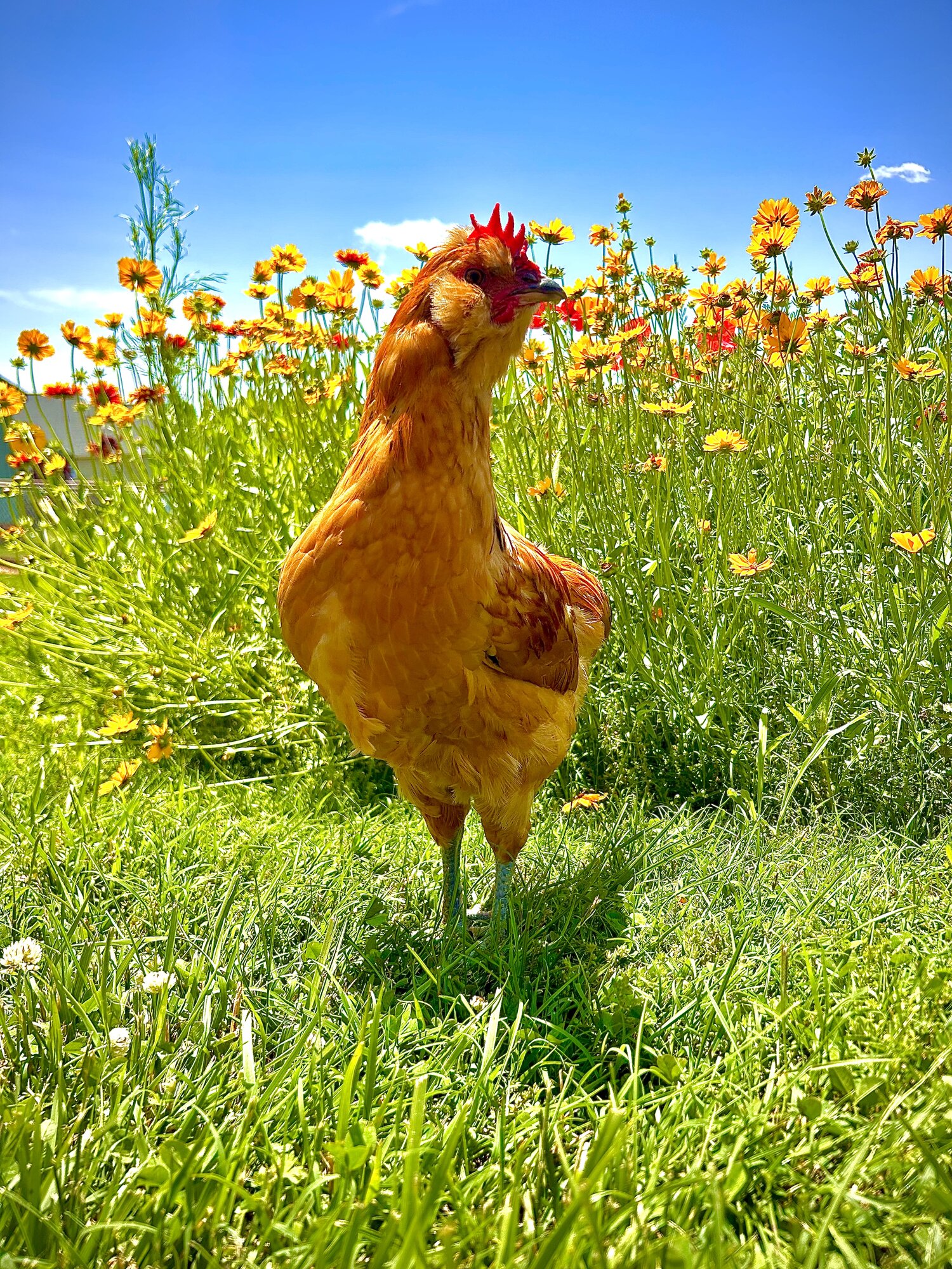 2025 BYC Calendar Photo Contest 58.jpg BackYard Chickens Learn How