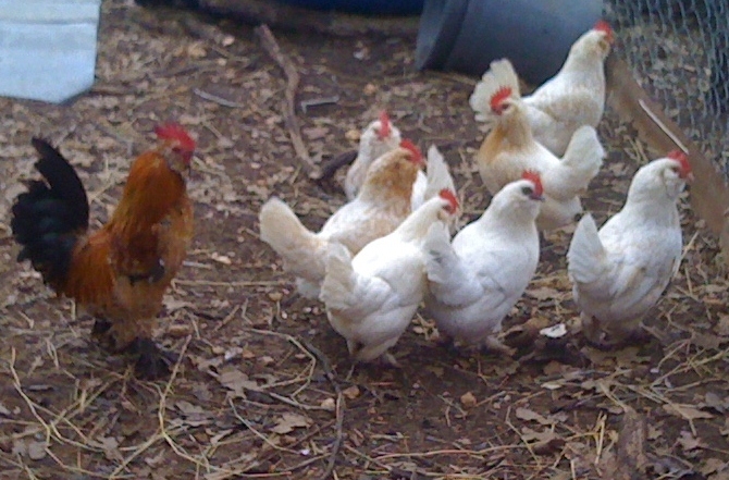3/4 Mille Fleur d'Uccle hens and pure  Mille fleur  rooster