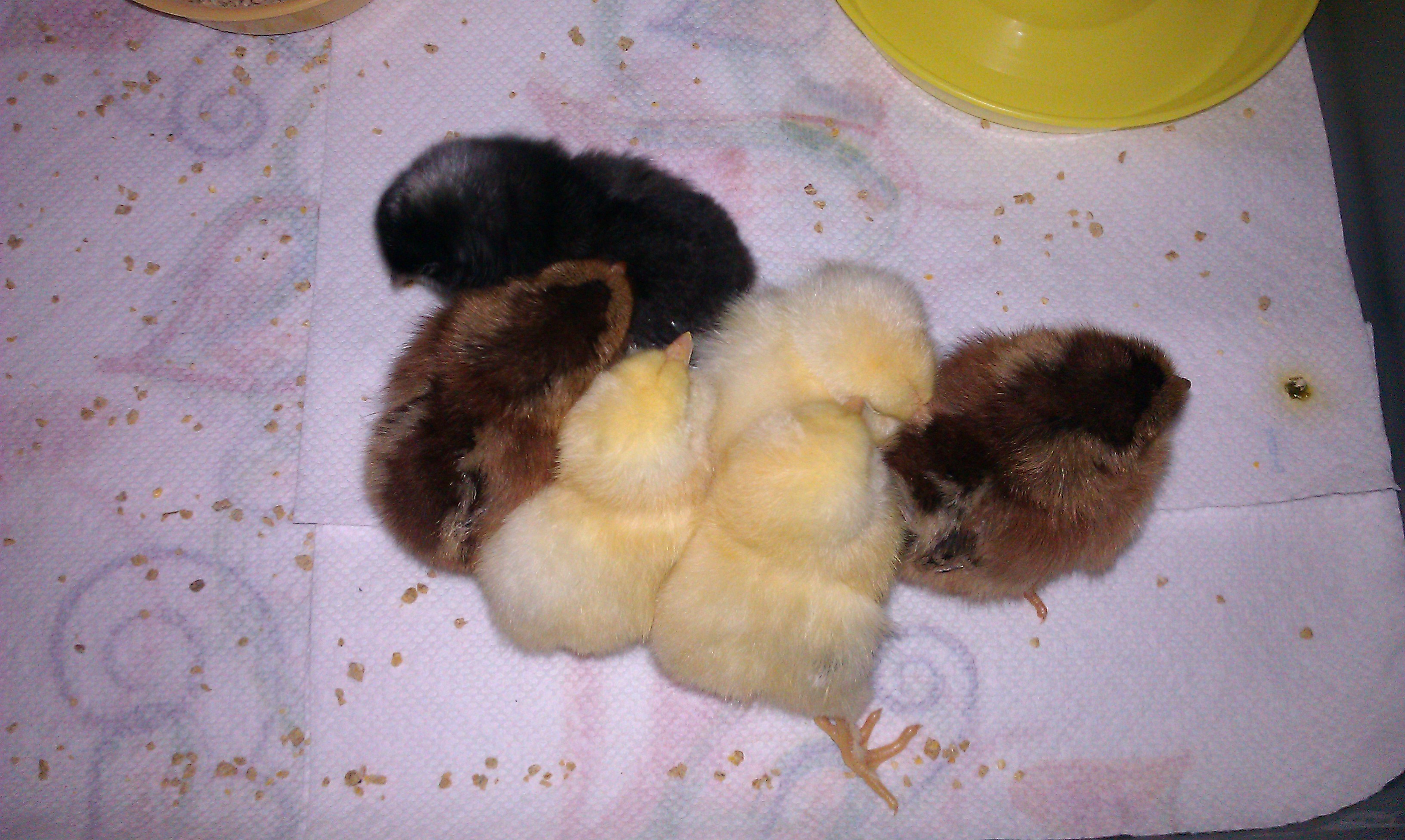 3 Salmon Faverolles (yellow), 2 Welsummers (brown) and 1 Barred Rock (black).