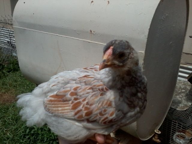 5 weeks pullet