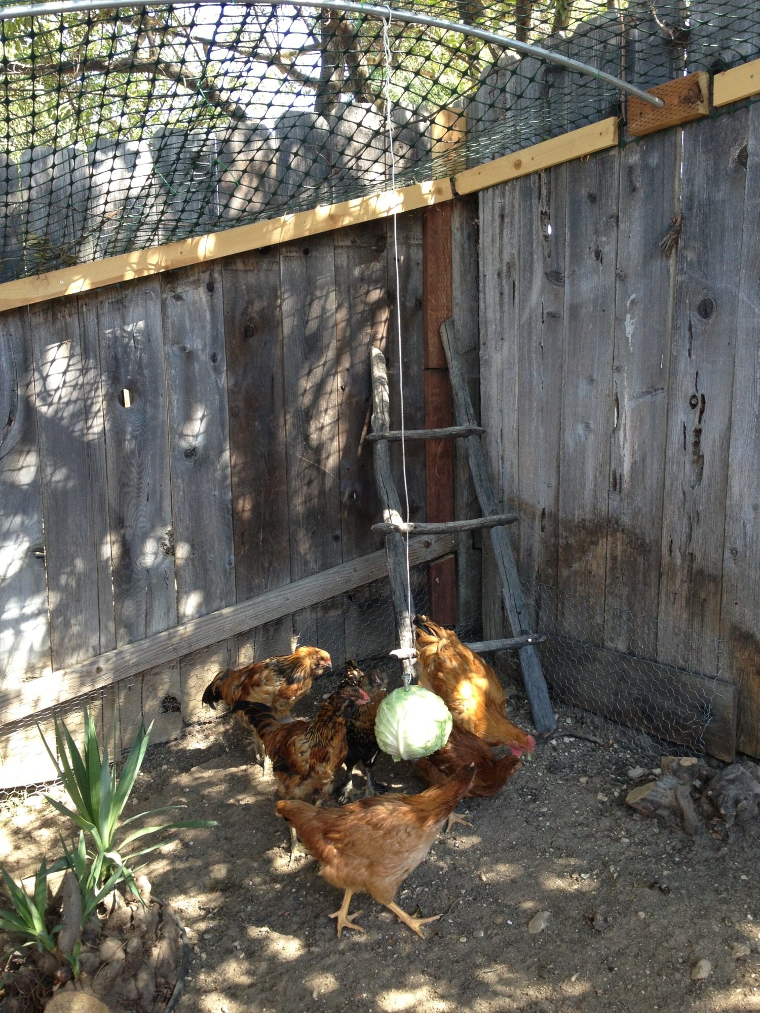 BackYard Chickens - Learn How to Raise Chickens