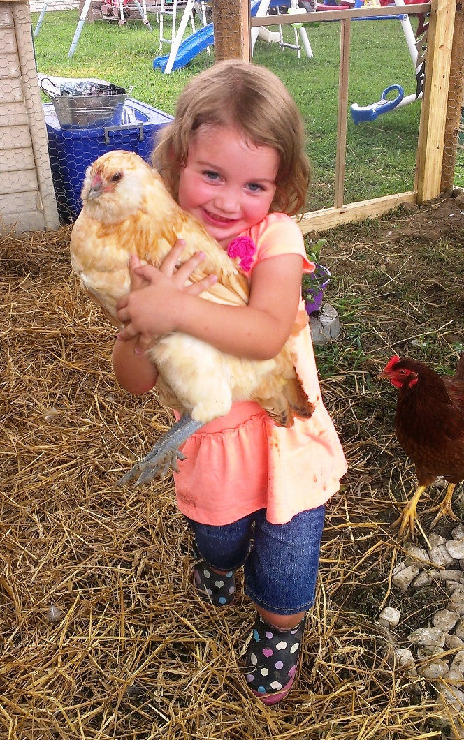 Backyard Chickens Learn How To Raise Chickens 