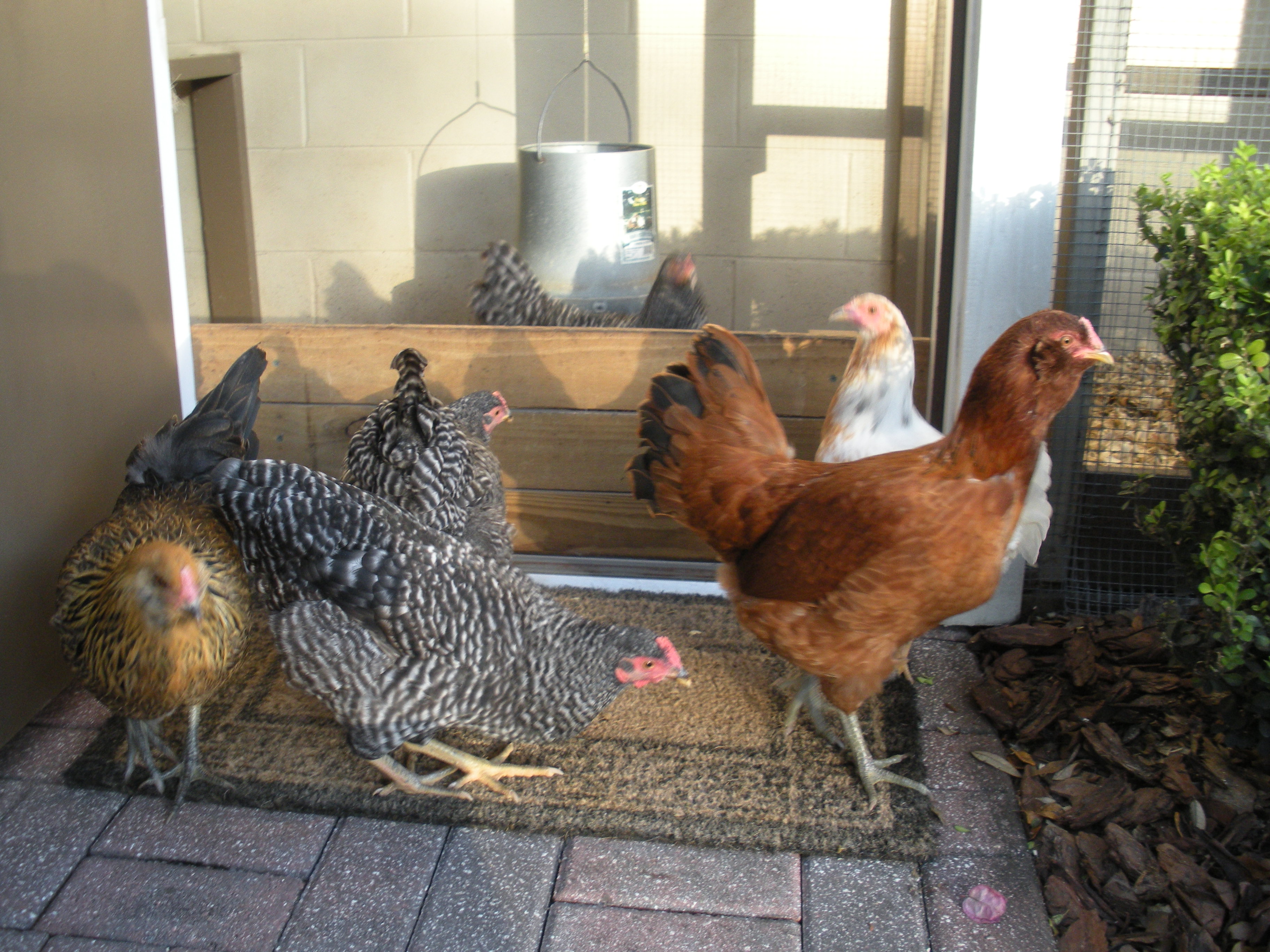 BackYard Chickens - Learn How to Raise Chickens