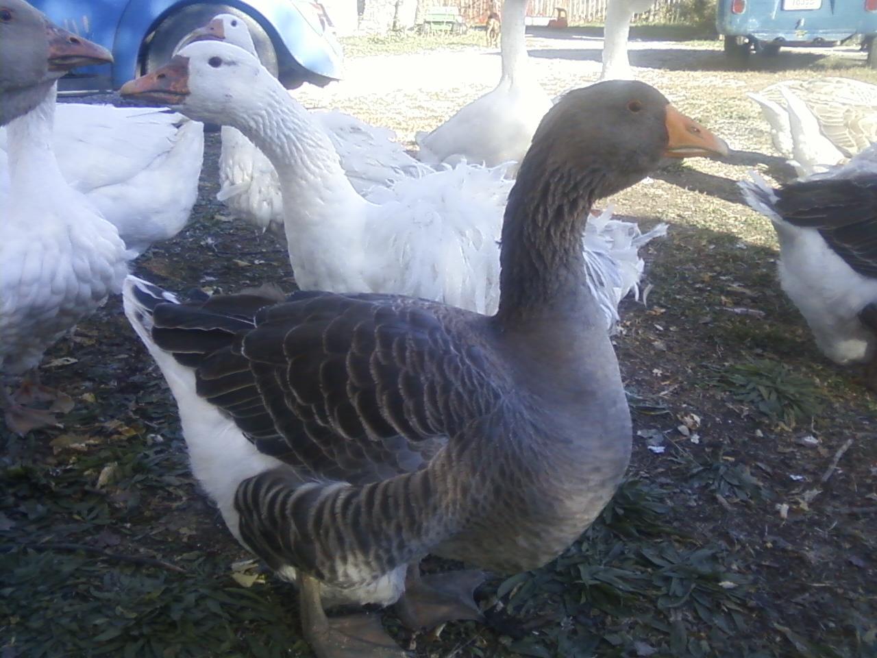 A Gray Dewlap Toulouse in forground, with a White Sebastopol in rear, surrounded by other Sebastopols, Buff Dewlap Toulouse, and White African Dewlap Geese