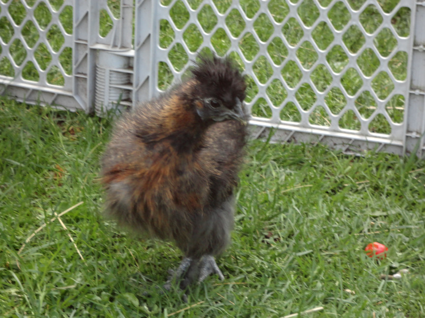 A lovely shot of our little fuzzy girl Tater, she has an extra back toe on each foot, and is still looking fuzzy while the rest of her flock is fully feathered. We have no idea what breed she is!
