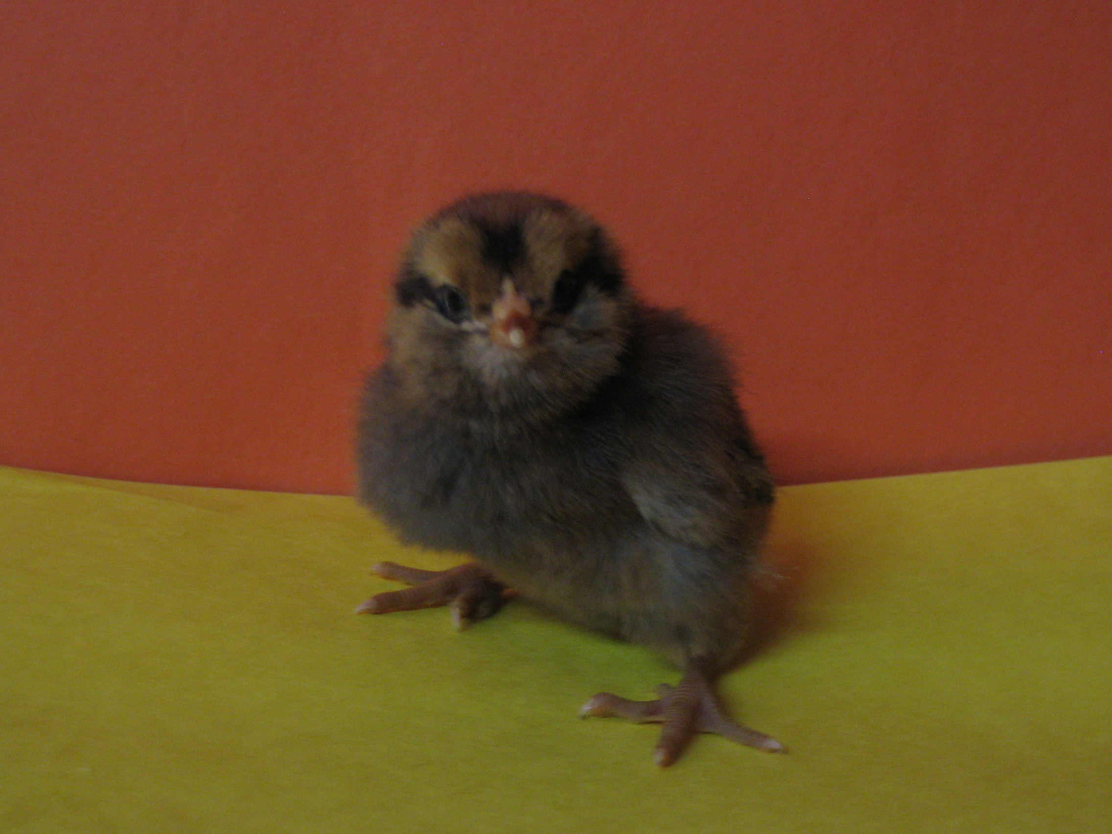 Ameraucana chick