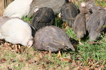 AppleMark

Violet, light phase violet, Royal Purple and Jumbo/French Guineas (2 1/2-3 months)