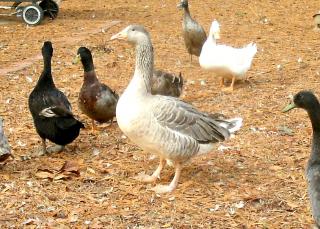 Aubrieanne, the Pilgrim goose and her ducks.