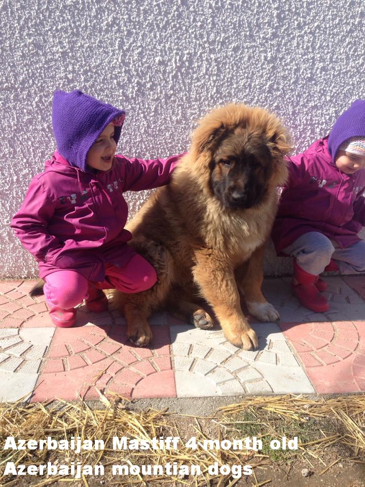 Azerbaijan Mastiff
Azerbaijan sheep dog 
Azerbaijan breeds