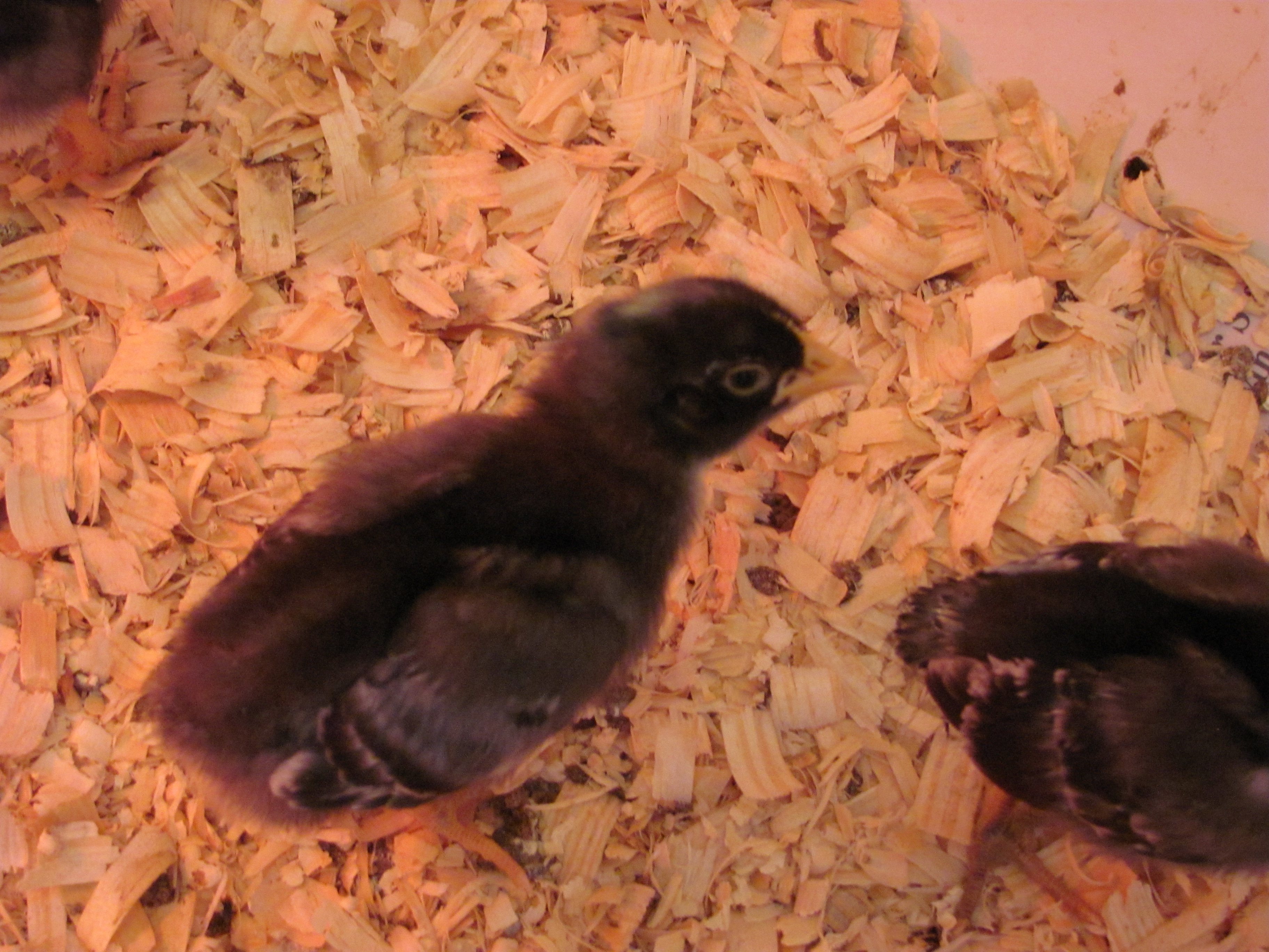 Barred Holland Chicks @ 10 days