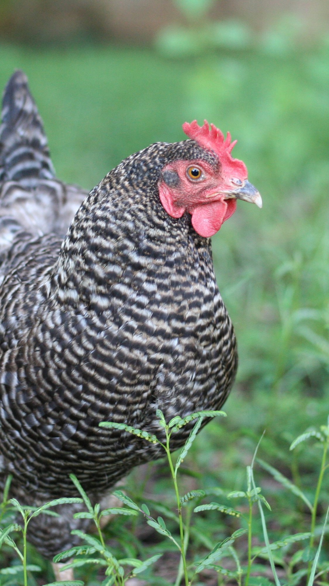 Barred Rock exploring