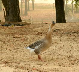 Ben, an African goose. She's our little helper with the goats. Every morning she keeps us company while we do chores in the does' pen.