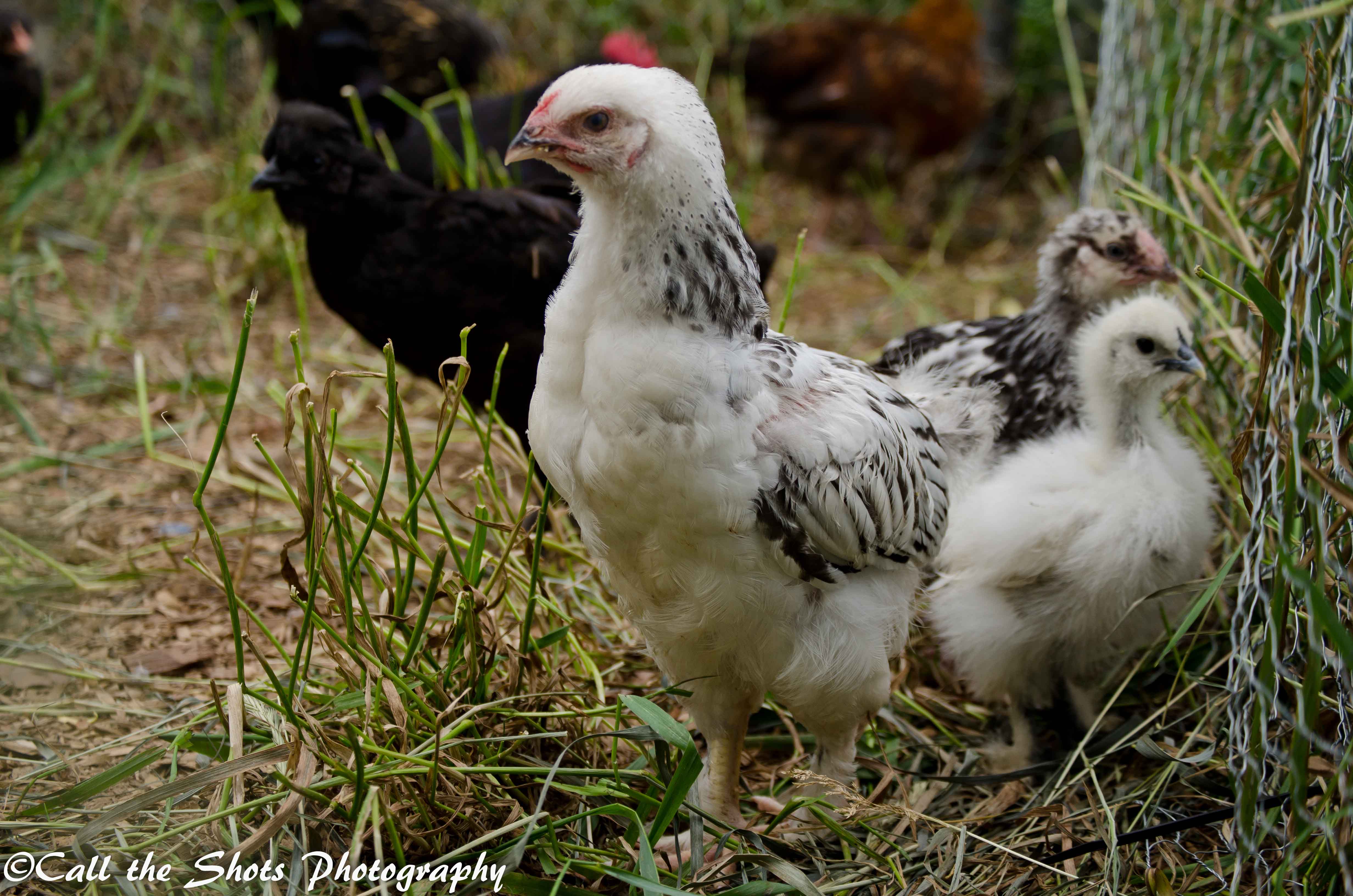 Big Mama | BackYard Chickens - Learn How to Raise Chickens