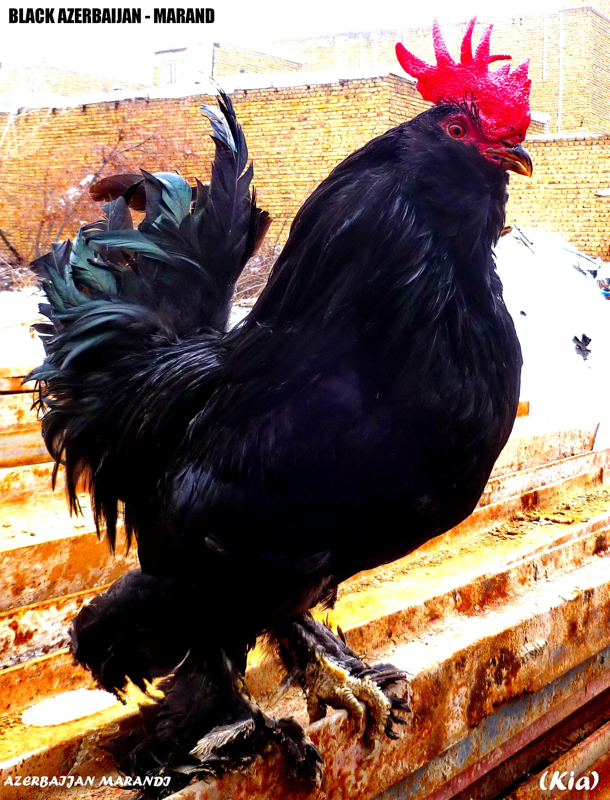 black Azerbaijan 
Azerbaijan breeds
gara xoruz 
Rare Breed Poultry
Made in Azerbaijan