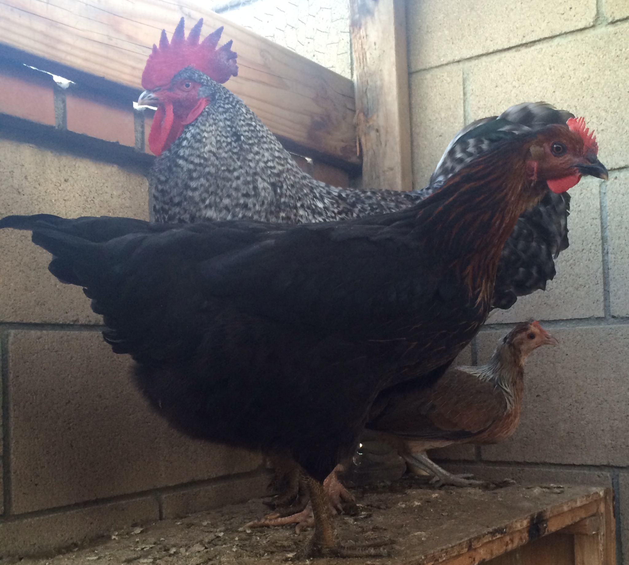 Black Sex Link Breeding Pair Backyard Chickens Learn How To Raise Chickens