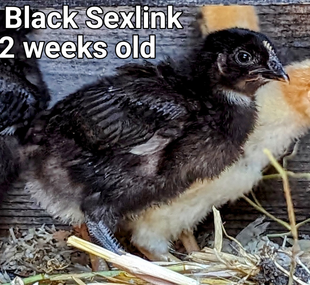 BlackSexlink~3.jpg