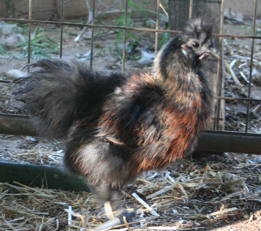 Blue Partridge Silkie - for Meat Breeding