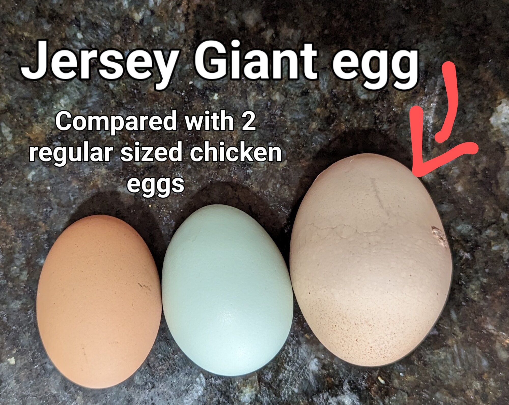 BlueJerseyGiantEgg.jpg | BackYard Chickens - Learn How to Raise Chickens