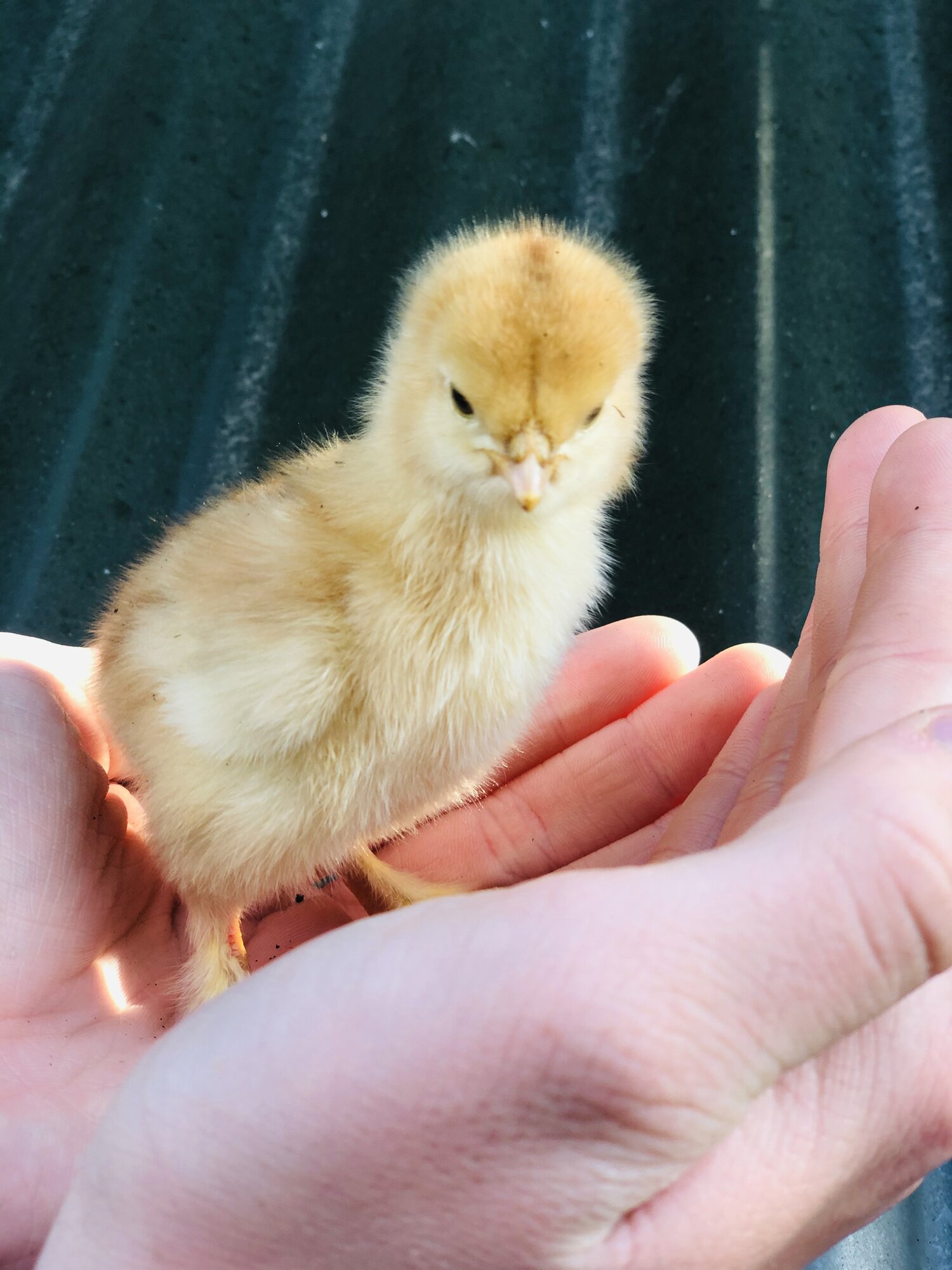 Brahma Chicks Backyard Chickens Learn How To Raise Chickens