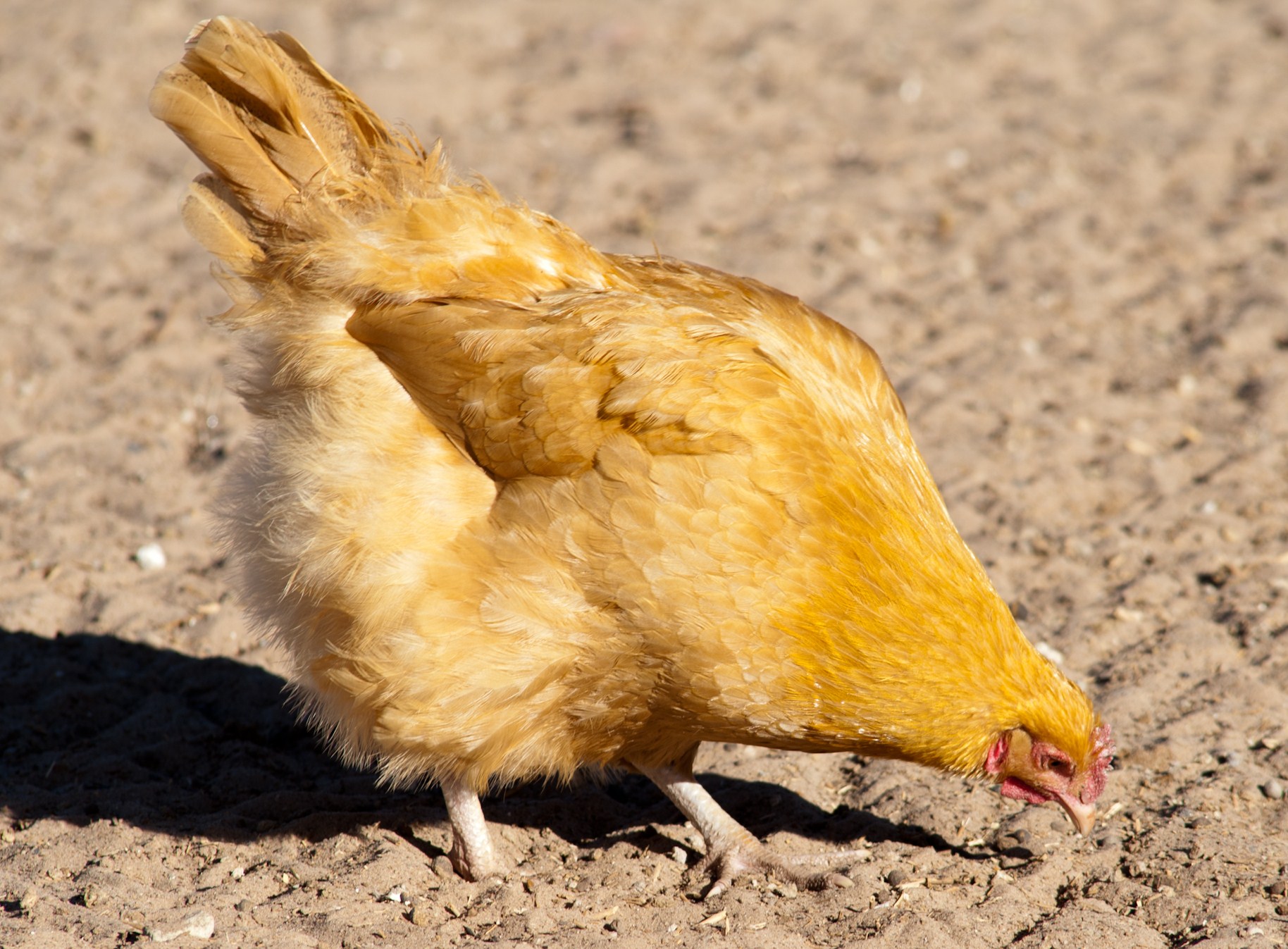 Buff Orp pullet