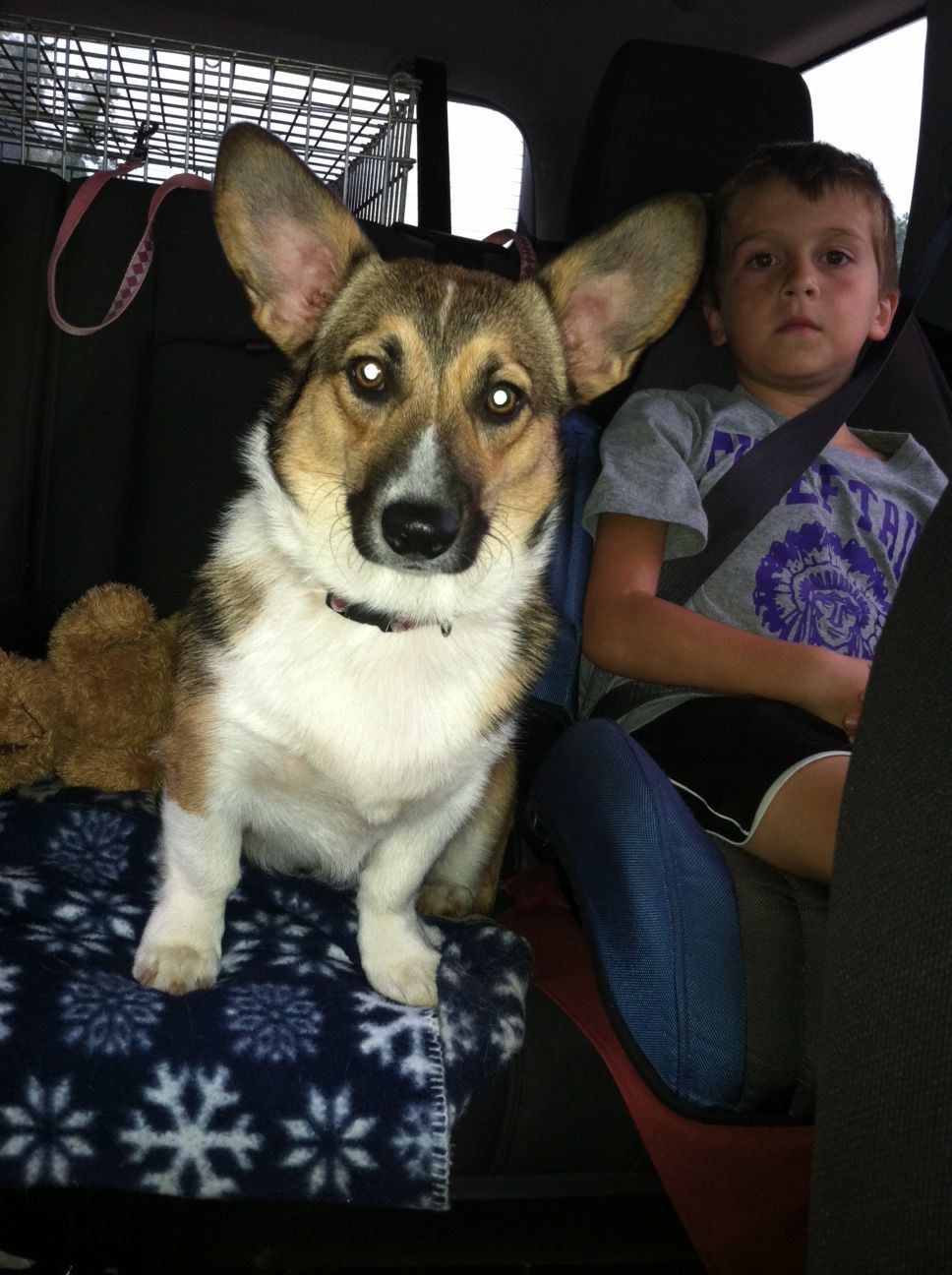 Candy, our new Corgi girl.  She is less than a year, got her from a lady that could no longer keep her.  A win for us.