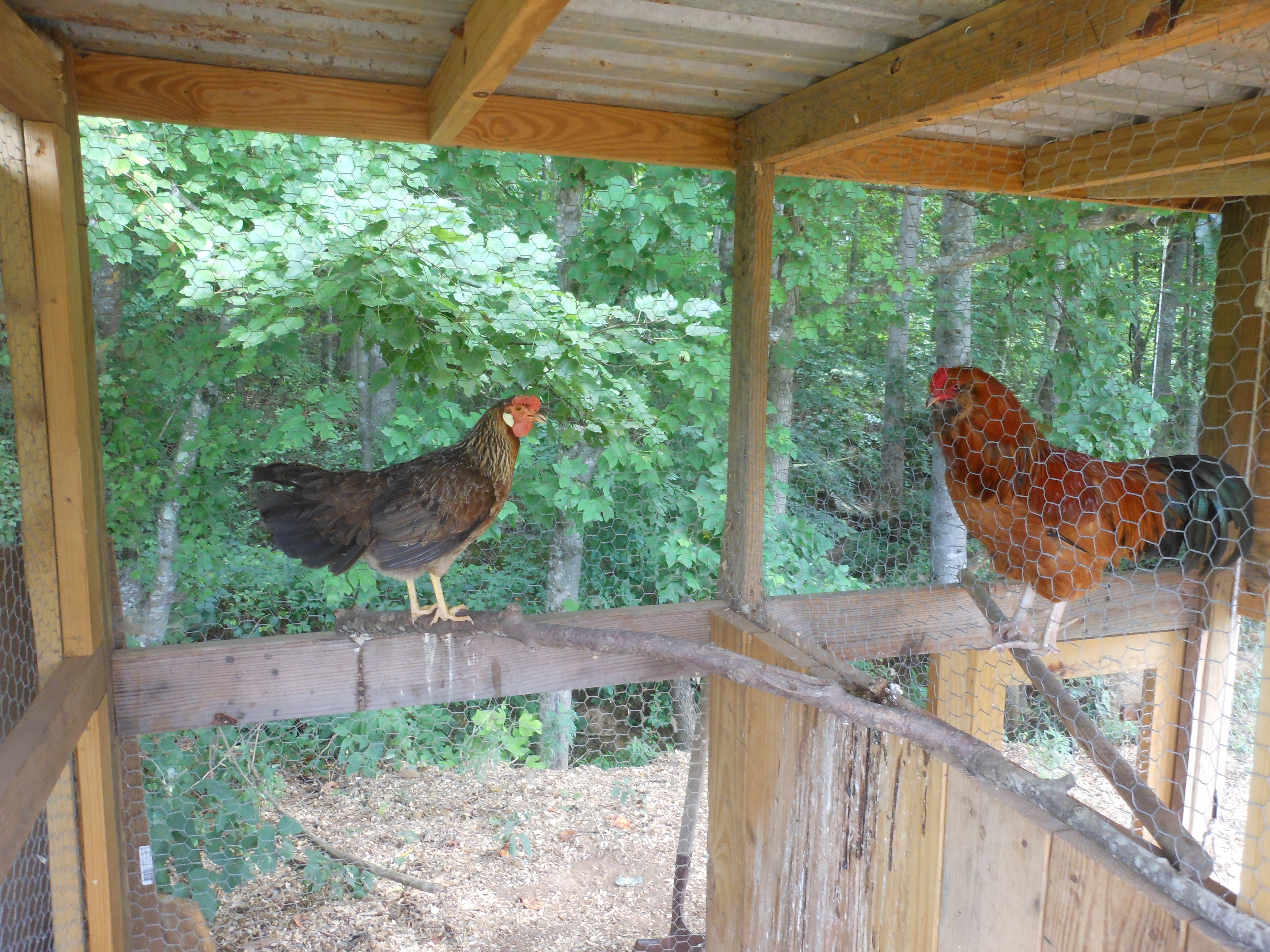 Charlie the Ameraucana rooster and Lizzy the Leghorn hen "chat" through the fence.