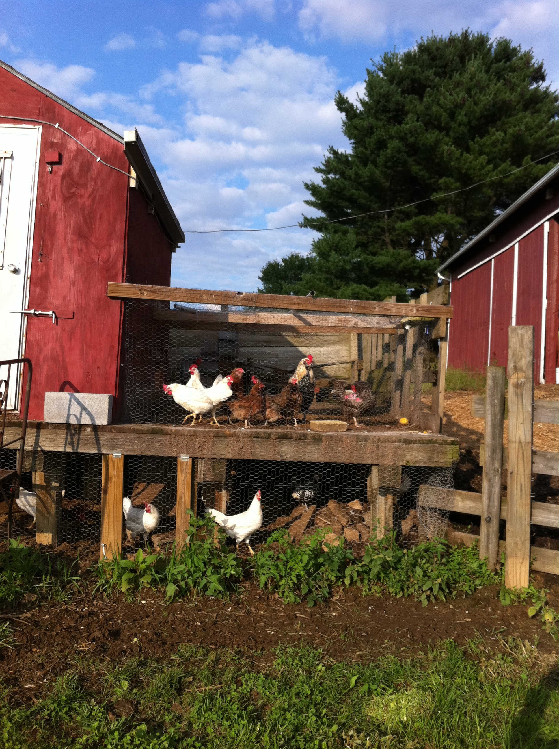 Chicken Coop #1