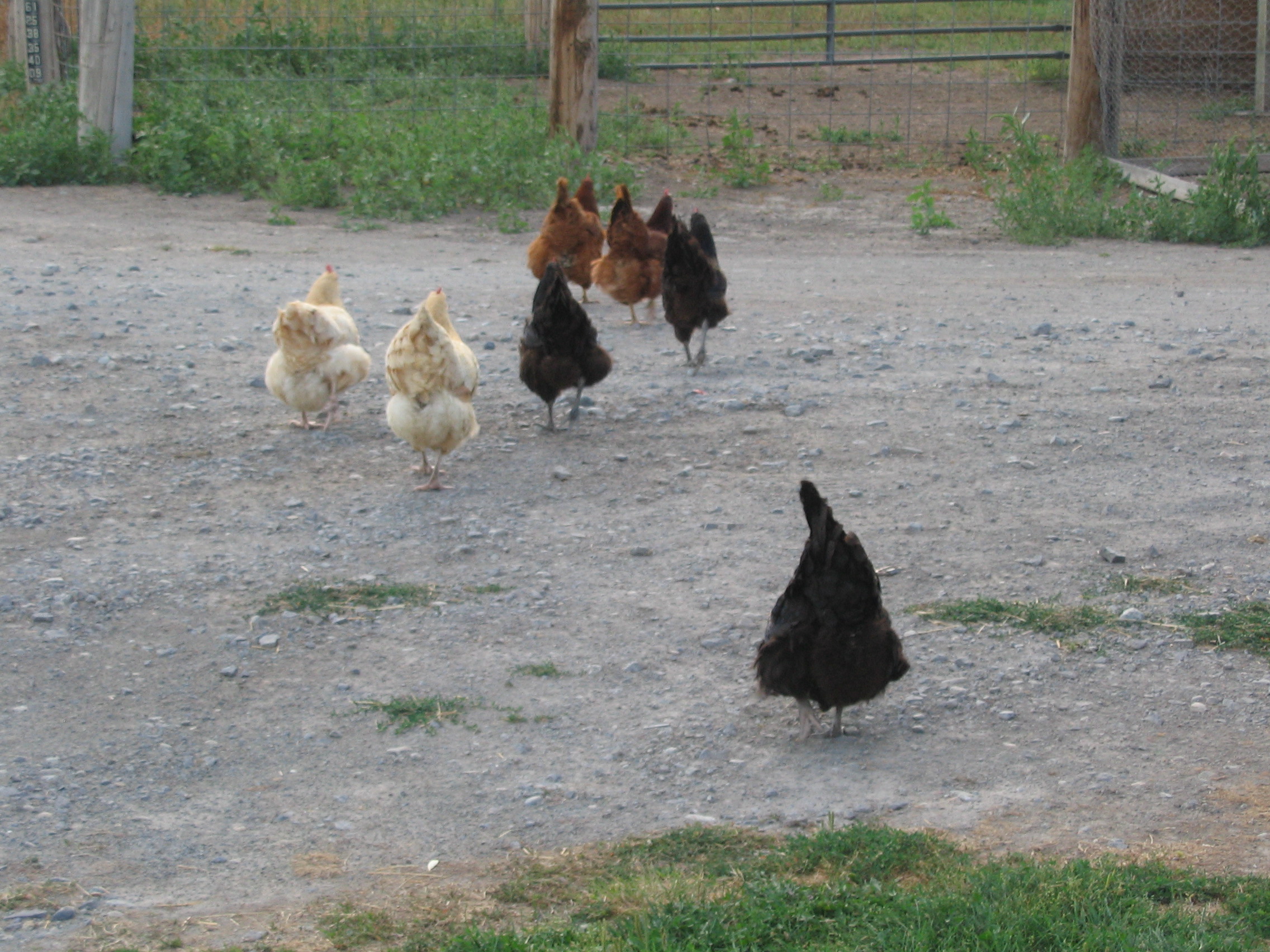 Chicken Parade