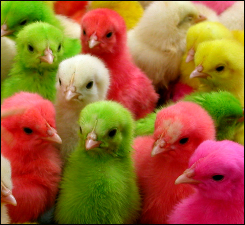 COLORFUL CHICKS