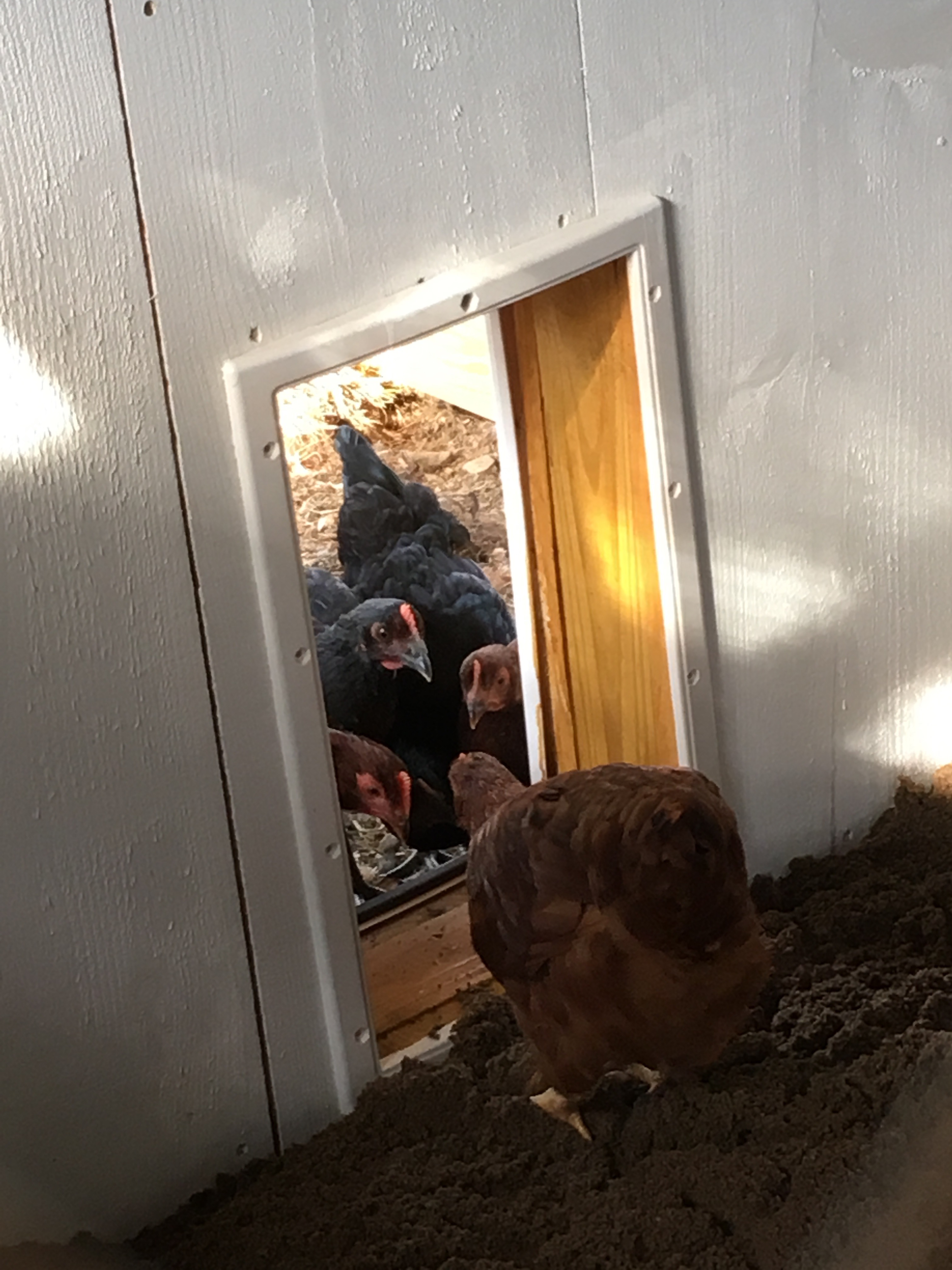 "Come on, it's great in here!" The first brave hen into the house.