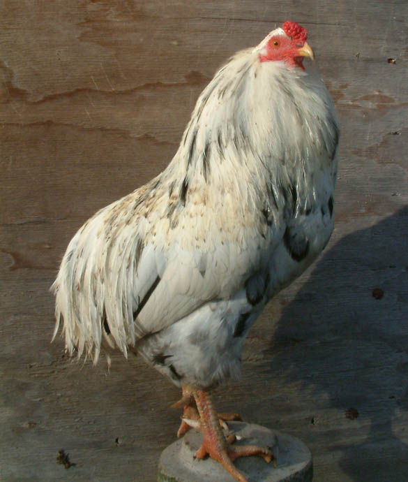 cookies'n'cream, araucana cock